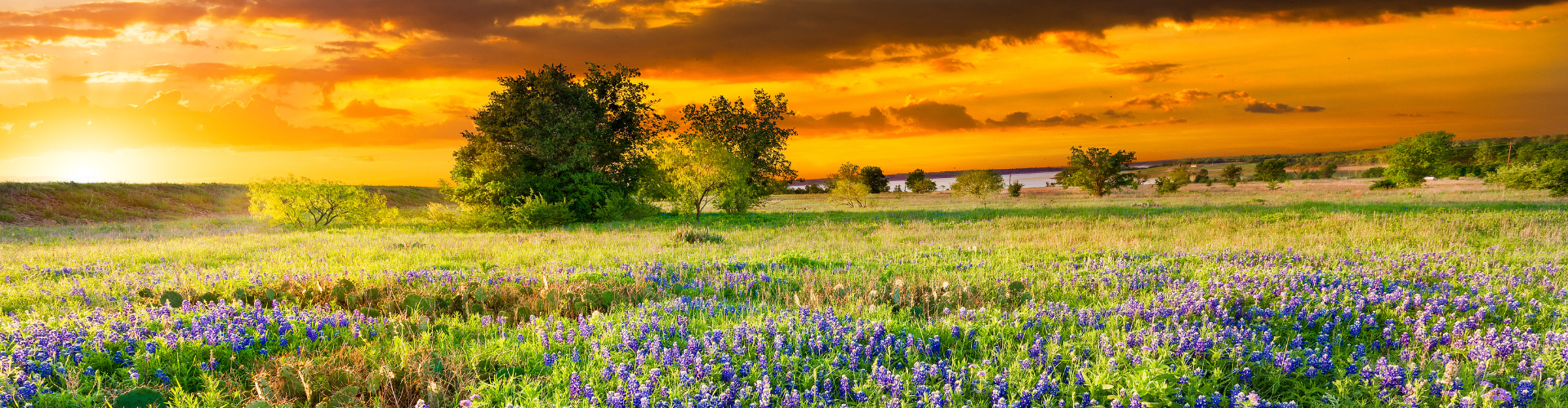 A field of flowers with trees in the background.